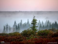 Tapeta National Geographic 677.jpg